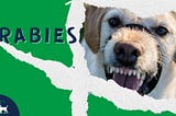 Rabies in Dogs: Fatal, But Preventable
