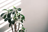 How Many Grow Lights Do Your Plants Need?