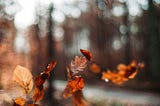 Leaves drifting on the wind in a woodland