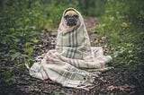 A brown pug dog wrapped in a blanket sits on a forest path.