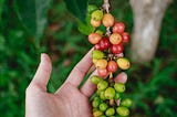 The Brewing Coffee Landscape in China