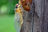 The Legends of the Cicadas