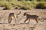 Working with the Samburu community & Google Earth to protect Kenya’s lion habitats