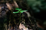 My thoughts* on ACIM Workbook Lesson 163, June 12, 2025, There is NO Death. The Son of God IS Free.