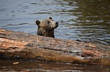 black bear in water peeking out from behind log