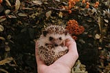 The Hedgehog’s Dilemma And Swallowing A Chainsaw