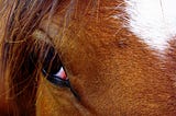 Big close-up of a horse’s eye