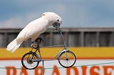 How to take your pet on a bike ride