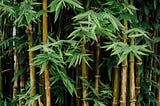 Bamboo forest