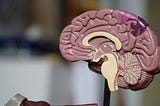 A close-up photo of an anatomical model of the human brain, shown in a side cross-section view. Most of the brain is a soft pink color, with two small sections near the top highlighted in bright magenta and purple. Cream-colored areas reveal inner structures like the corpus callosum, brainstem, and the tree-like folds of the cerebellum, with a thin red line tracing part of the interior. The model sits on a black stand against a softly blurred, warm-toned background.