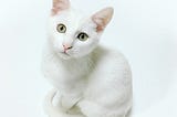 A cat called Cat