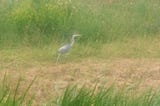 S04E10 Seeing the heron walking the dog