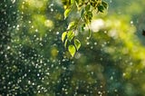 tree leaves with rain falling the background