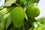 Breadfruit