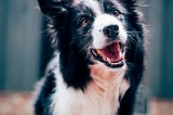 Diary of dog person: Four benefits of dog ownership that will make you want to get a dog tomorrow