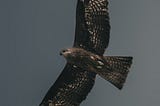 A dark-hued bird of prey spreads its wings against a steel-gray sky.