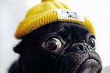 Freaked out black pug puppy with a yellow had that says ‘smile’.