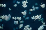 Multiple Jellyfish swimming in dark water