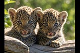 Leopard-Tumblers-1