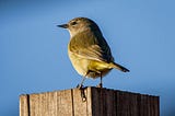 Songbird sitting on a fence post