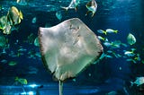 Pregnant Stingray: A Rare Revelation in Marine Biology