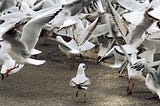 One calm seagull walking among the flapping of many among strewn seeds