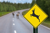 What I Learned About Customer Service from Two Deer Accidents in Six Weeks