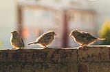 three early birds on a wall