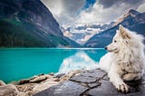Coping with stress during the COVID-19 pandemic: What can Pavlov’s dogs teach us?