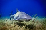 Diving with sharks in the Bahamas (lemon shark)