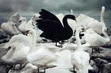 Black Swan: What You Need To Know About the Coronavirus And Your Marketing Strategies