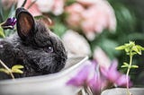 Why should I only buy cruelty-free cosmetics?