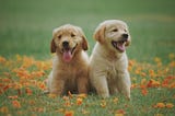 two happy puppies/dogs