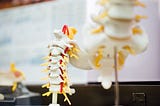 Chiropractic Care for Low Back Pain: An Evidence-Based Treatment Option