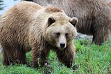 Everything You Need to Know About Bears