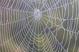 Spider’s web Virginia Woolf