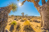 A long shot of a semi-barren desert with a hot sun, framed by cactus.