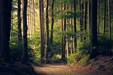 Whispers in the Woods