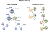 Immunity and the Immune System