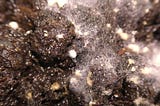 Grindal Worms Culture on Peat Moss with Springtails surprise