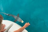 Hand feeding a remora, attached to our boat