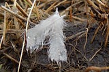 A fallen feather