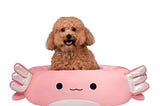 squishmallows-original-20-inch-archie-the-axolotl-pet-bed-small-ultrasoft-official-squishmallows-plu-1