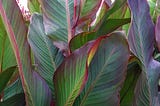 van-zyverden-giant-cannas-worlds-tallest-cannas-musifolia-set-of-5-bulbs-1
