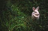 RabbitMQ: Developing Message-Based Applications