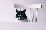 Black and white, blue-eyed cat sitting on a white chair, gazing over a white table at the camera with a totally bored expression.