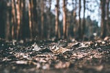 Burnt or dry leaves in the foreground of a forest