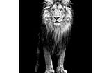 levvarts-lion-canvas-printportrait-of-beautiful-lion-in-the-dark-wall-art-stretched-wood-frameblack--1