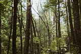 A Man in the Woods