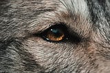 nostalgic amber-coloured-eye of a grey wolf